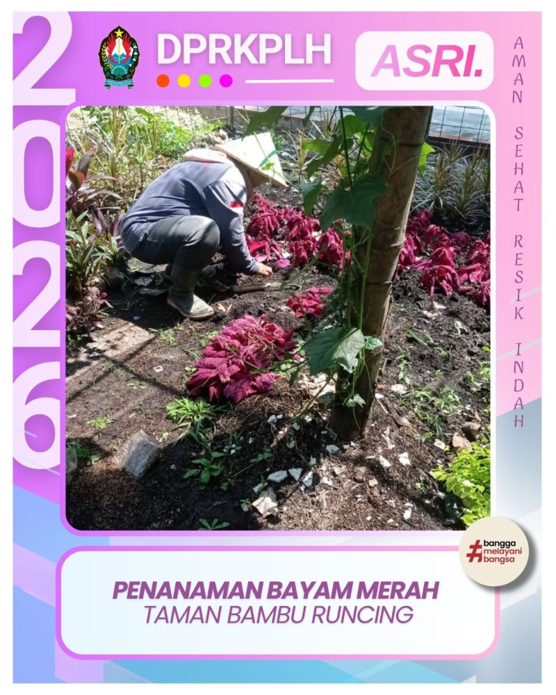 Percantik Estetika Kota, Petugas RTH DPRKPLH Tanam Bayam Merah di Taman Bambu Runcing Parakan